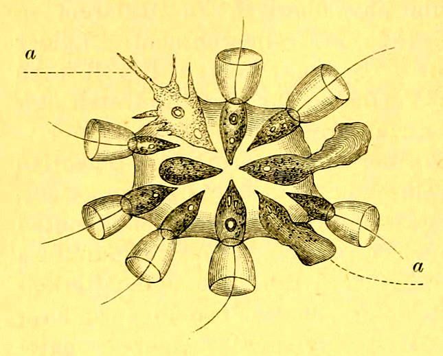 Choanoflagellates