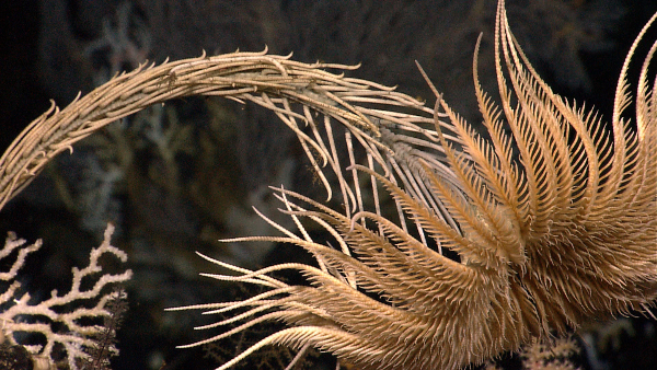 Modern crinoid