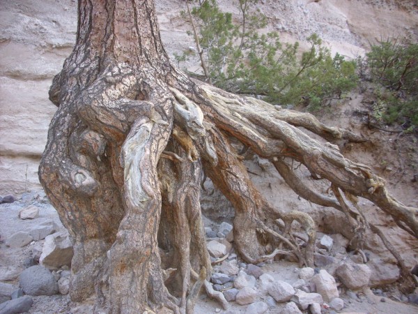 Tree with exposed roots
