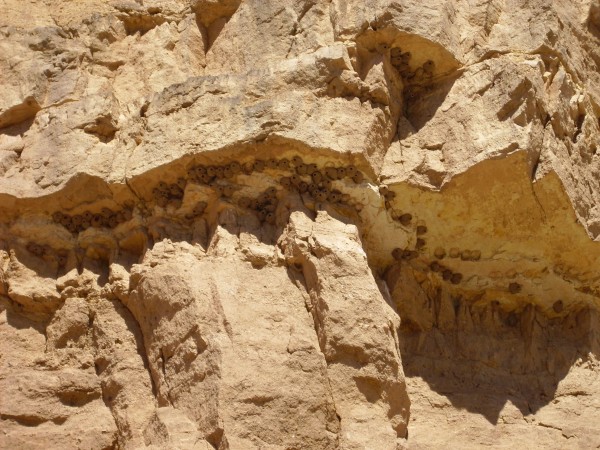 Desert swallow
        nests