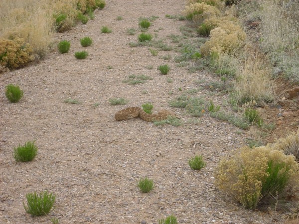 Crotalus atrox