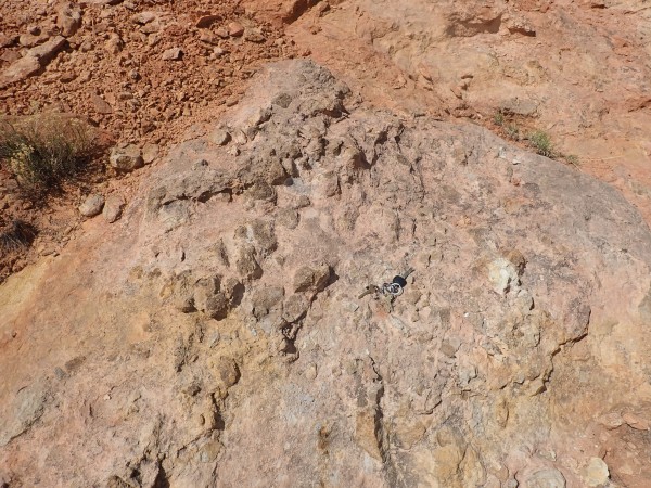 Rhizoliths?