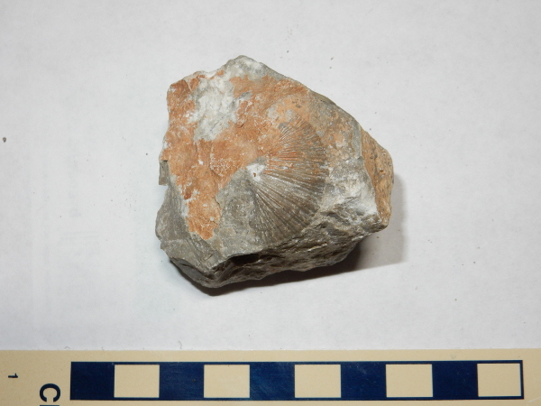 Madera Group mollusc
        fossil