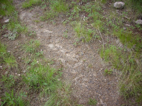 Obsidian nodules in the trail