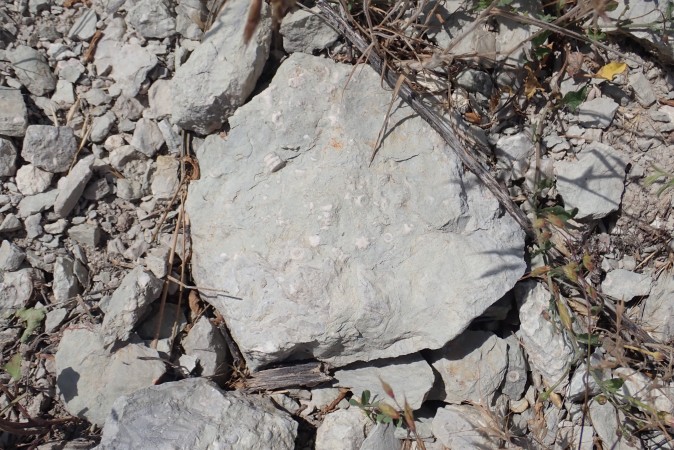 Fossil-rich
          Madera Group limestone